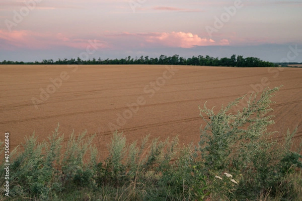 Fototapeta field of wheat