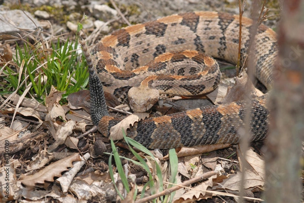 Fototapeta Timber Rattlesnake