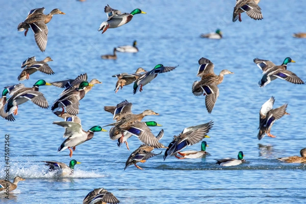 Obraz 野生のマガモ