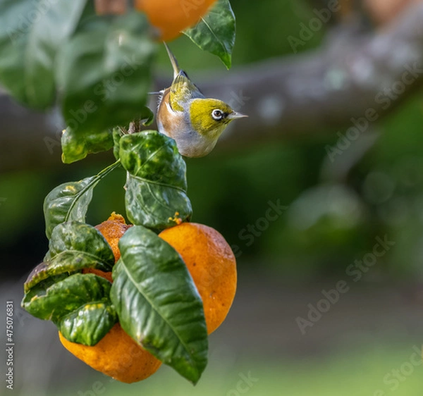 Obraz Silver eye on a mandarin tree