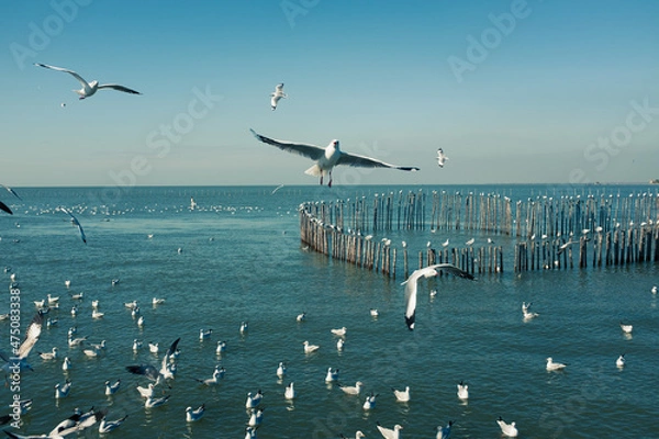 Obraz flock of seagulls