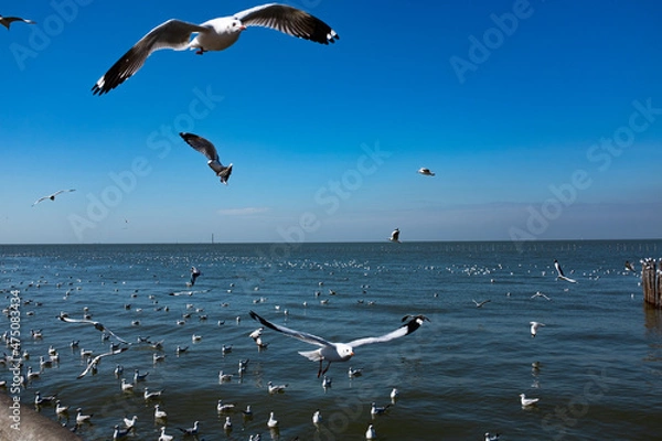 Obraz seagulls flying over the sea