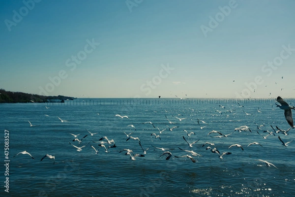 Obraz seagulls on the sea