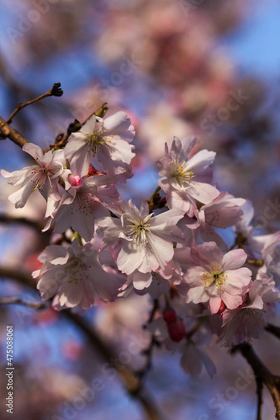 Fototapeta 平野神社の十月桜