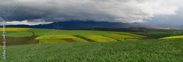 Fototapeta Rape seed hello flowers