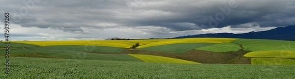 Fototapeta Rape seed hello flowers