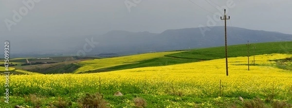 Fototapeta Rape seed hello flowers