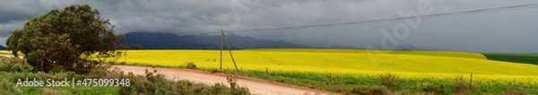 Fototapeta Rape seed hello flowers