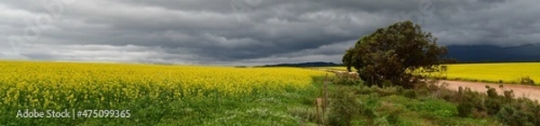 Fototapeta Rape seed hello flowers