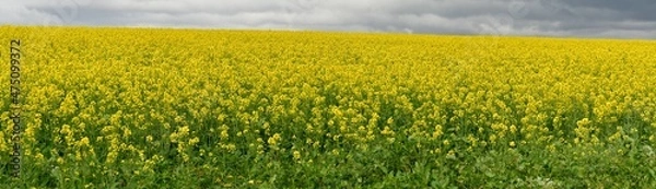 Fototapeta Rape seed hello flowers