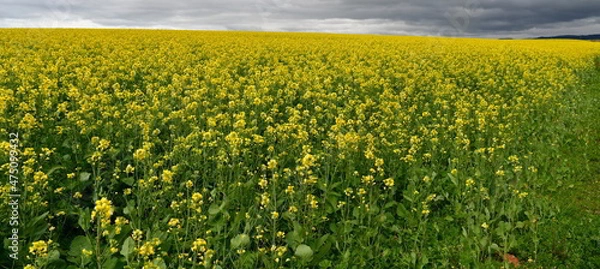 Fototapeta Rape seed hello flowers