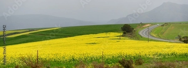 Fototapeta Rape seed hello flowers