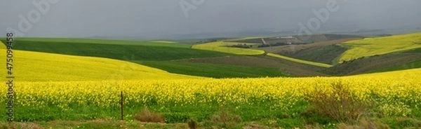 Fototapeta Rape seed hello flowers