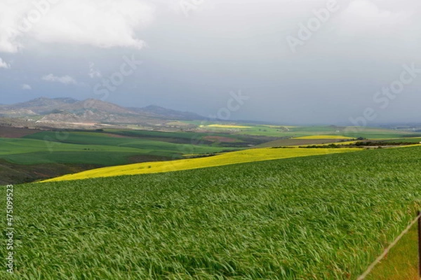 Fototapeta Rape seed hello flowers