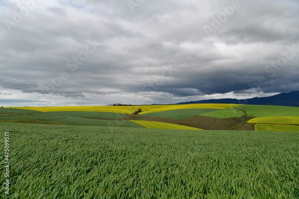 Fototapeta Rape seed hello flowers