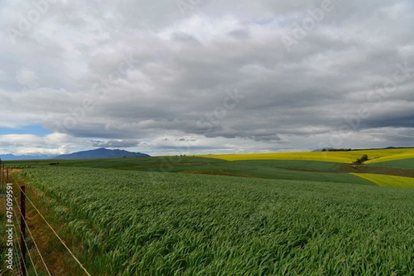 Fototapeta Rape seed hello flowers