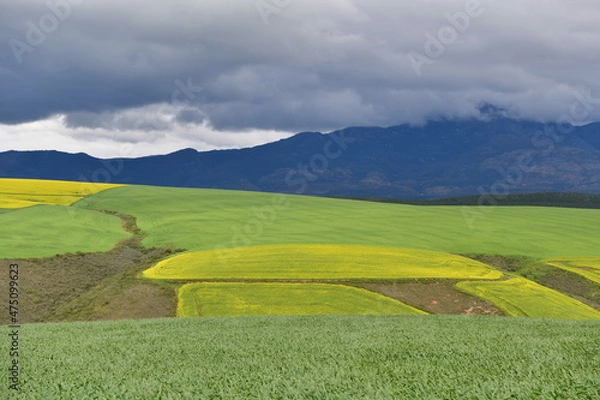 Fototapeta Rape seed hello flowers