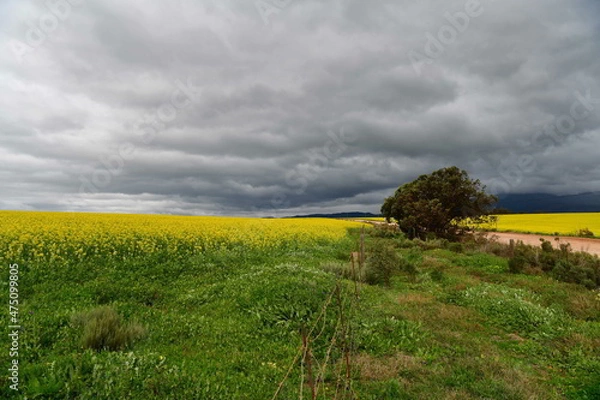 Fototapeta Rape seed hello flowers