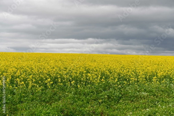 Fototapeta Rape seed hello flowers