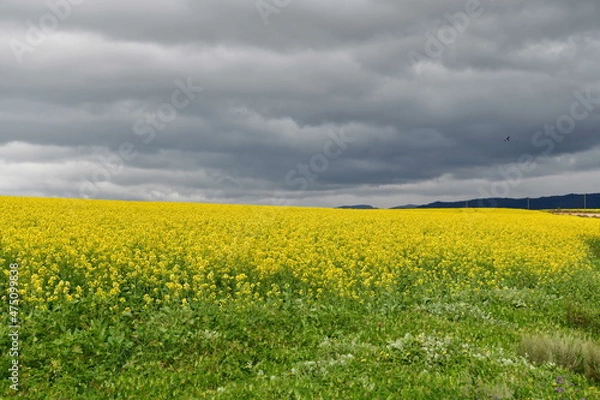 Fototapeta Rape seed hello flowers