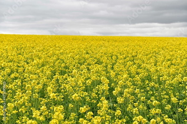 Fototapeta Rape seed hello flowers