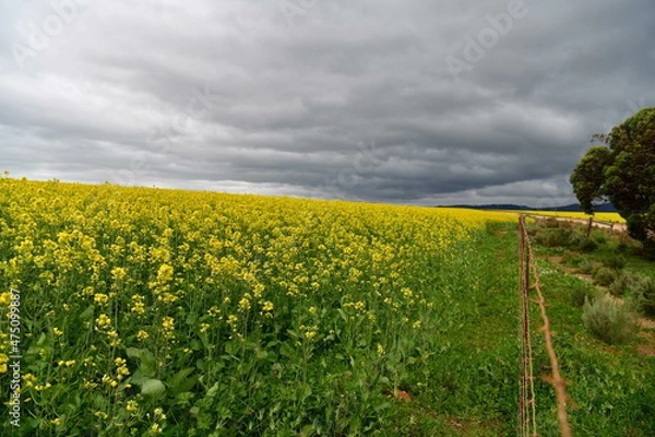 Fototapeta Rape seed hello flowers