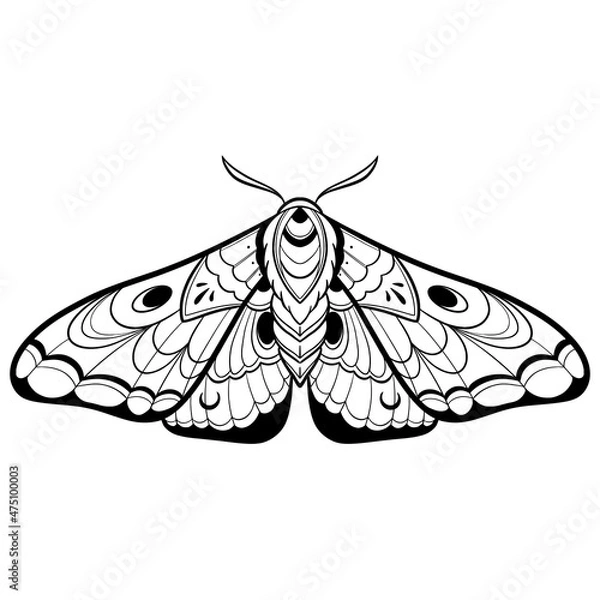 Fototapeta Butterfly sketch. Detailed realistic sketch of a moth