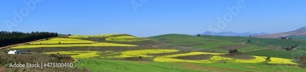 Fototapeta Rape seed hello flowers