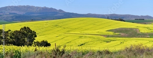 Fototapeta Rape seed hello flowers