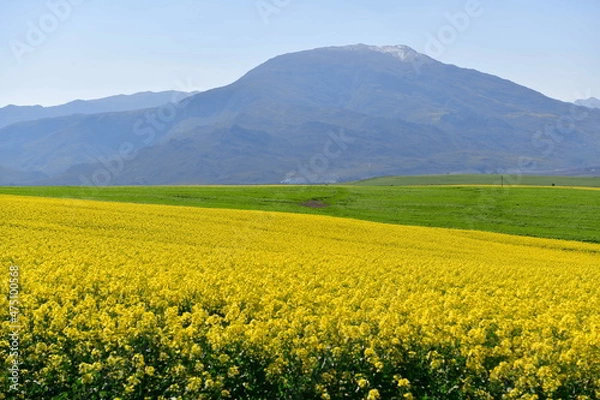 Fototapeta Rape seed hello flowers