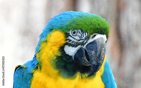 Fototapeta Parrot.