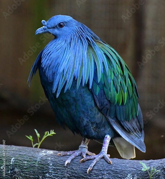 Fototapeta Blue bird