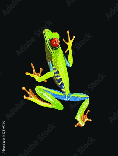 Obraz Red eye tree frog, agalychnis callidryas, amphibian, tree frog, vector