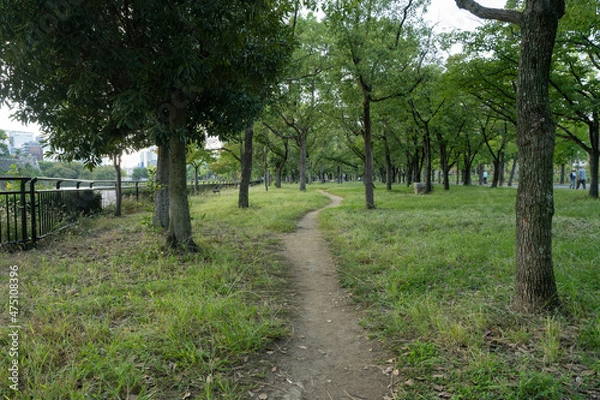 Fototapeta 公園 森林 憩い 小道