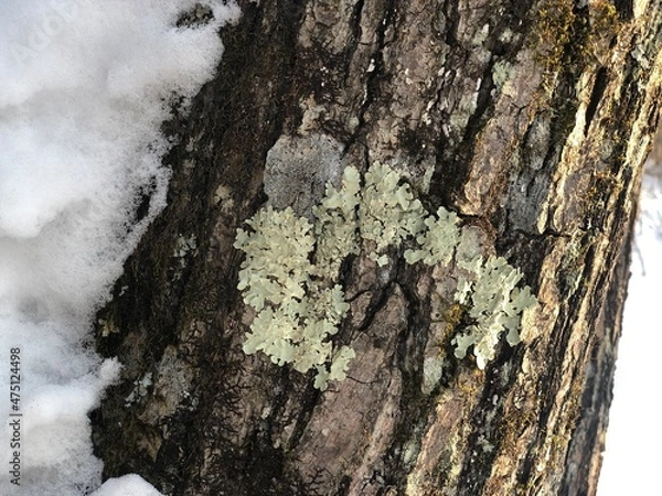 Obraz Bark of an old tree in winter
