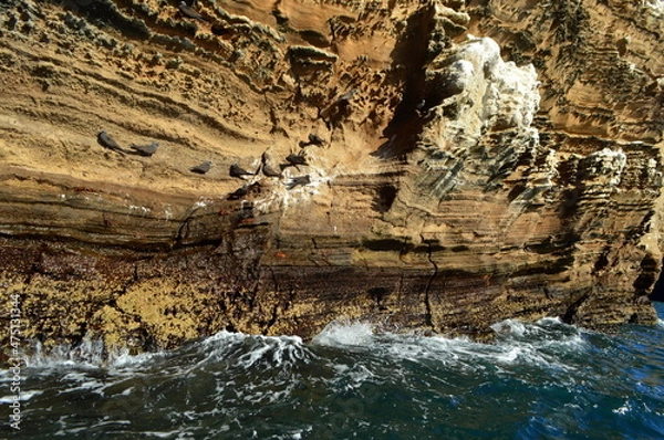 Fototapeta Birds sitting on the rock in Galapagos islands, Ecuador