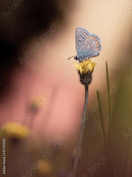 Fototapeta Motyl