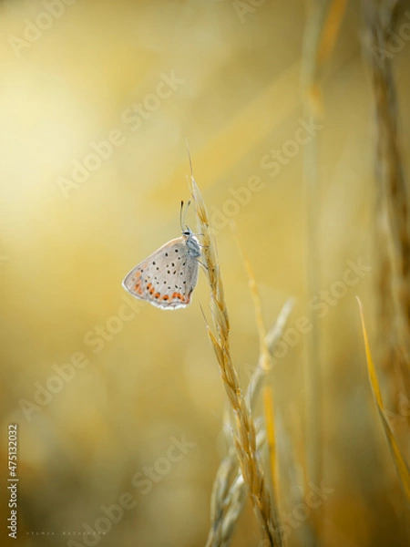 Fototapeta Motyl