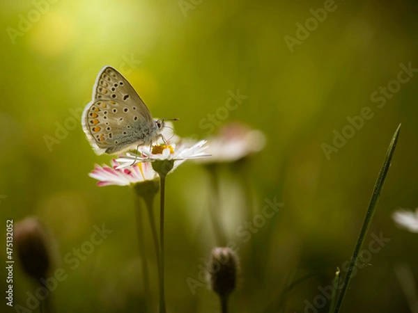 Fototapeta Motyl