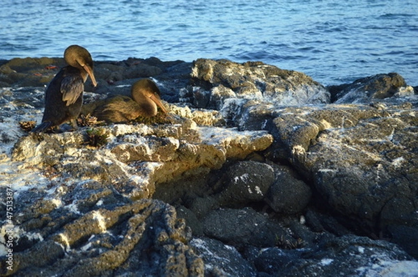 Fototapeta Flightless Cormorant on the nest on Fernandina Island, Galapagos.