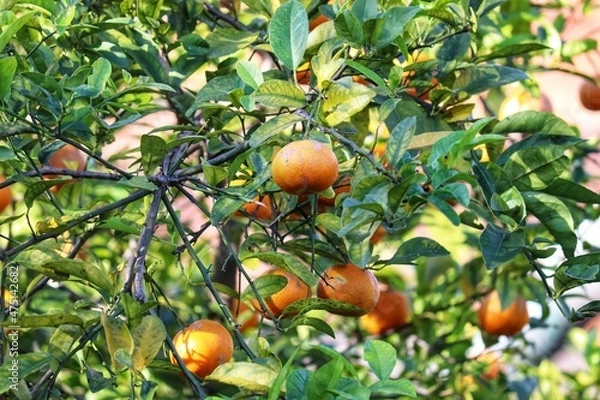 Fototapeta A small lemon tree in the garden.