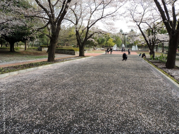 Fototapeta 散った桜