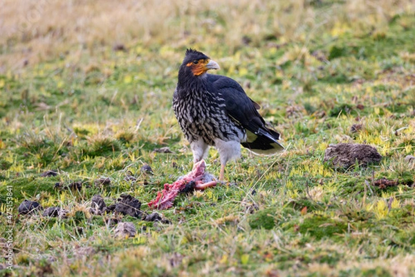 Obraz Carunculated Caracara