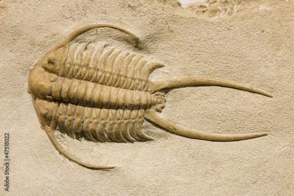 Fototapeta Trilobite fossil with thorns