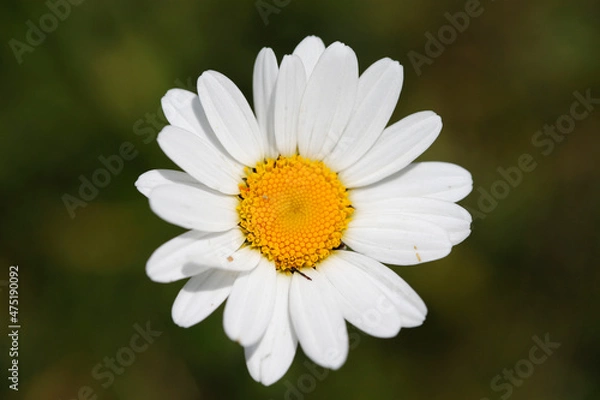 Obraz Switzerland. Daily Life.