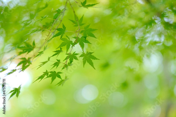 Fototapeta 緑の紅葉