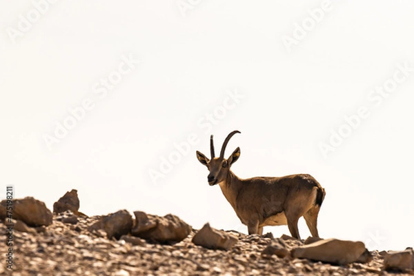 Obraz deer in the wild