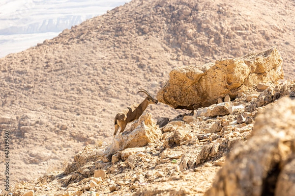 Obraz goat in the desert