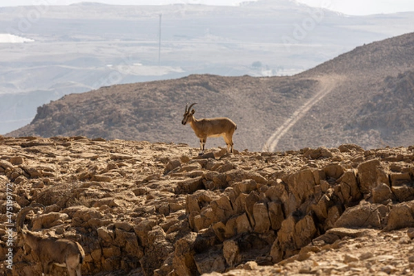 Obraz deer in the mountains