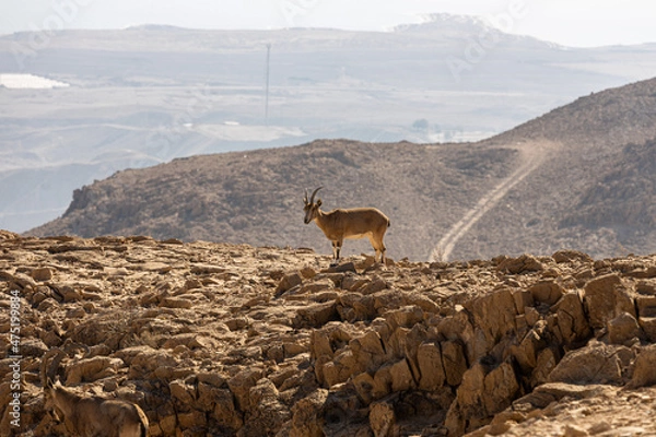 Obraz deer in the mountains